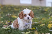 Alice, a female Cavapoo for sale in Sugarcreek, OH – 9 of 10