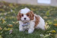 Alice, a female Cavapoo for sale in Sugarcreek, OH – 8 of 10