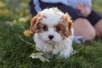 Alice, a female Cavapoo for sale in Sugarcreek, OH – 3 of 10
