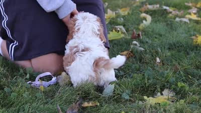 Alice, a female Cavapoo for sale in Sugarcreek, OH – 10 of 10