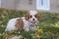Alice, a female Cavapoo for sale in Sugarcreek, OH – 4 of 10