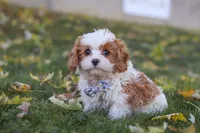 Alice, a female Cavapoo for sale in Sugarcreek, OH – 7 of 10