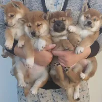 processed/c022378a-6db8-4cdd-885a-2f3aad952950/facility/c1a216f8-c71b-42c0-9e78-3f6f7393cd7e