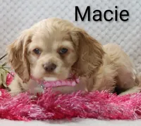 Macie, a female Cocker Spaniel for sale in Loyal, WI – 4 of 6