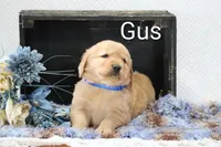 Gus, a male Golden Retriever for sale in Loyal, WI – 4 of 4