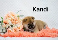 Kandi, a female Shiba Inu for sale in Loyal, WI – 3 of 6