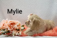 Mylie, a female Cocker Spaniel for sale in Loyal, WI – 3 of 7