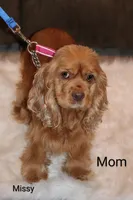 Marcell, a male Cocker Spaniel for sale in Loyal, WI – 7 of 7