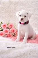 Bessa Rose , a female Boxer for sale in Loyal, WI – Photo 2 of 4