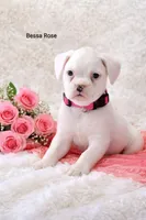 Bessa Rose , a female Boxer for sale in Loyal, WI – Photo 3 of 4