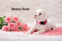 Bessa Rose , a female Boxer for sale in Loyal, WI – Photo 4 of 4