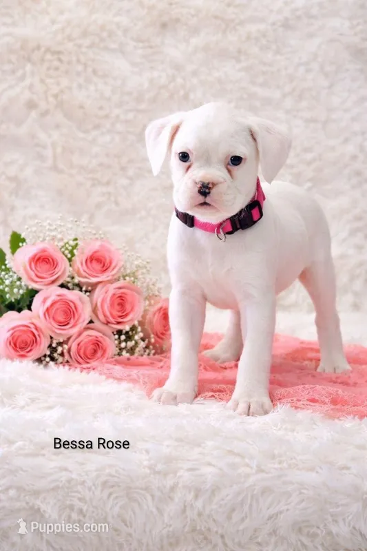 Bessa Rose  – Boxer puppy for sale in Loyal, WI