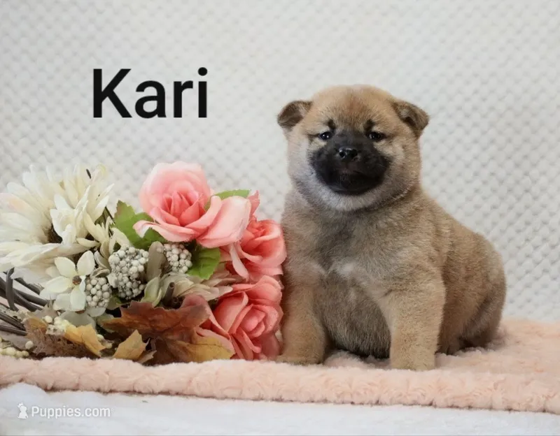 Kari – Shiba Inu puppy for sale in Loyal, WI