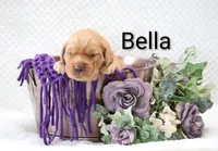 Bella, a female Golden Retriever for sale in Loyal, WI – 3 of 3
