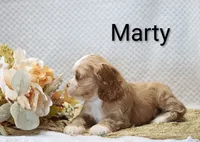 Marty, a male Cocker Spaniel for sale in Loyal, WI – 2 of 6