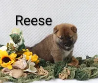 Reese, a male Shiba Inu for sale in Loyal, WI – 4 of 6