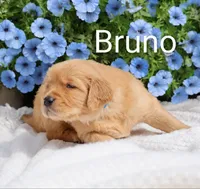  AKC Bruno, a male Golden Retriever for sale in Loyal, WI – 3 of 7