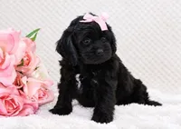 Nina, a female Cockapoo for sale in Loyal, WI – 2 of 7
