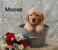 AKC Moose, a male Golden Retriever for sale in Loyal, WI – 2 of 4