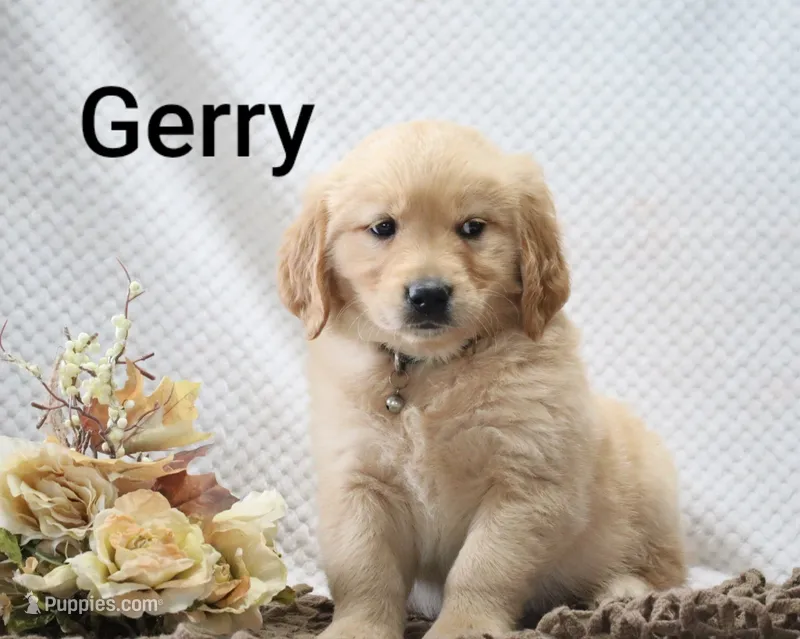 Gerry – Golden Retriever puppy for sale in Loyal, WI