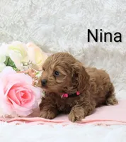 Nina, a female Cockapoo for sale in Loyal, WI – Photo 5 of 6