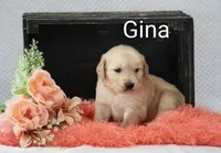Gina, a female Golden Retriever for sale in Loyal, WI – 5 of 5