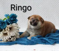 Ringo.  On Hold, a male Shiba Inu for sale in Loyal, WI – 3 of 4