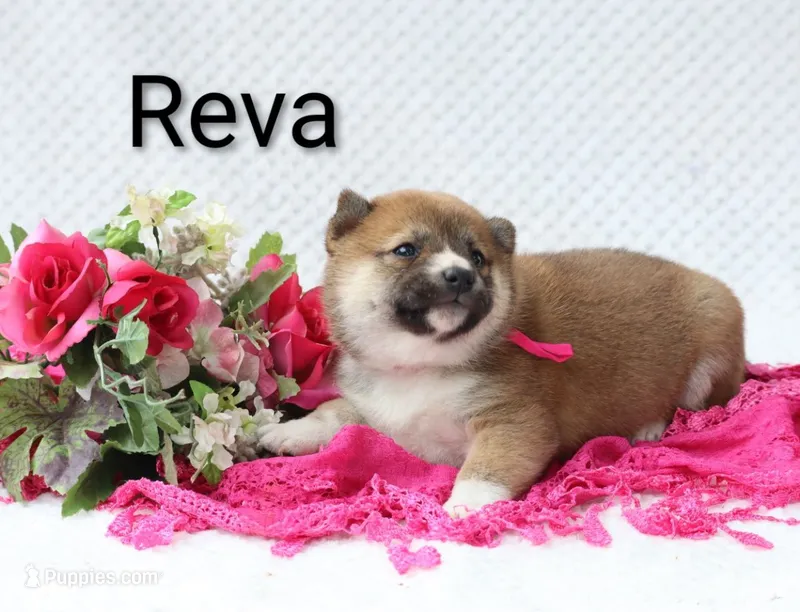 Reva – Shiba Inu puppy for sale in Loyal, WI