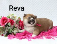 Reva, a female Shiba Inu for sale in Loyal, WI – 1 of 5