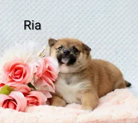 Ria, a female Shiba Inu for sale in Loyal, WI – 4 of 5