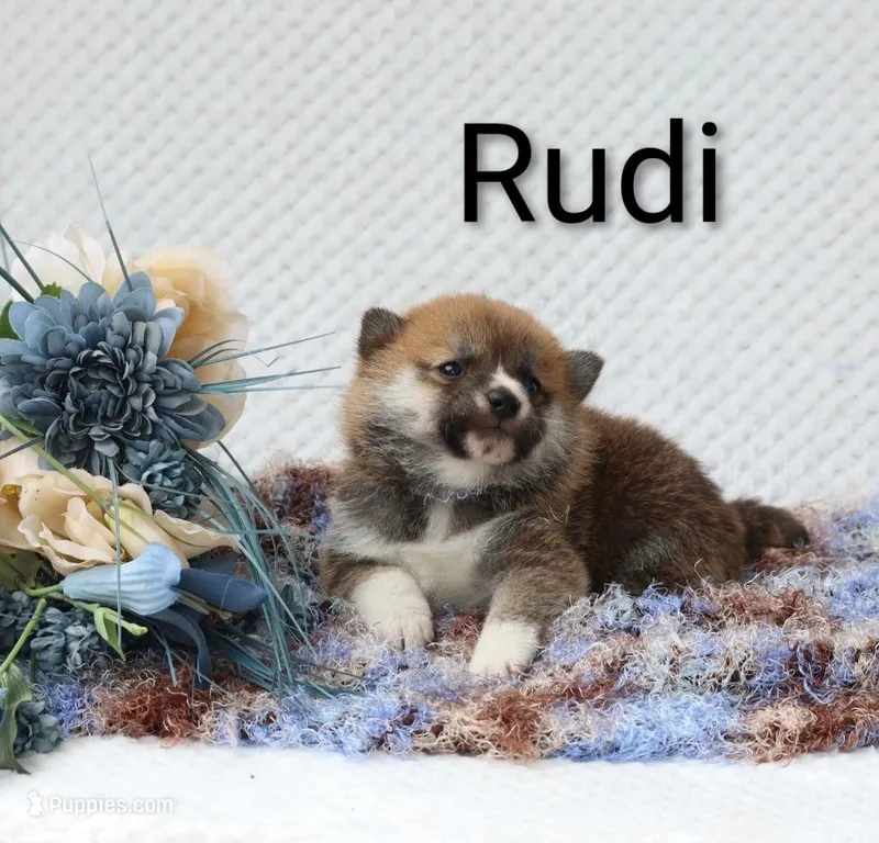 Rudi – Shiba Inu puppy for sale in Loyal, WI