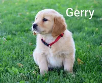 Gerry, a male Golden Retriever for sale in Loyal, WI – 10 of 10