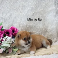 Minnie Ren , a female Shiba Inu for sale in Loyal, WI – Photo 2 of 6