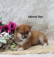 Minnie Ren , a female Shiba Inu for sale in Loyal, WI – Photo 3 of 6