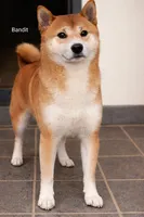 Minnie Ren , a female Shiba Inu for sale in Loyal, WI – Photo 5 of 6