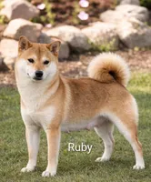Minnie Ren , a female Shiba Inu for sale in Loyal, WI – Photo 6 of 6