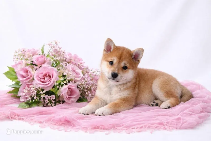 Minnie Ren  – Shiba Inu puppy for sale in Loyal, WI
