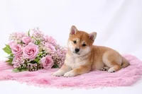 Minnie Ren , a female Shiba Inu for sale in Loyal, WI – Photo 1 of 6
