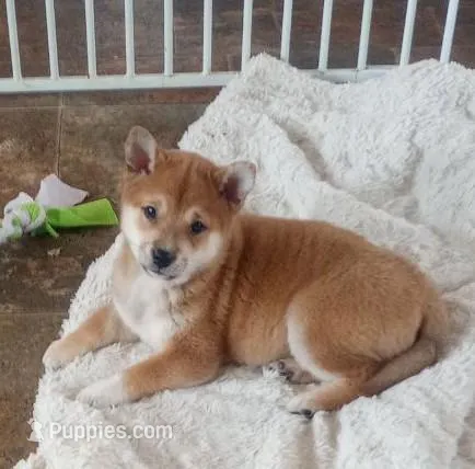 Minnie Ren  – Shiba Inu puppy for sale in Loyal, WI