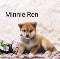 Minnie Ren , a female Shiba Inu for sale in Loyal, WI – Photo 2 of 6