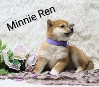Minnie Ren , a female Shiba Inu for sale in Loyal, WI – Photo 4 of 6