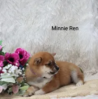 Minnie Ren , a female Shiba Inu for sale in Loyal, WI – Photo 4 of 6