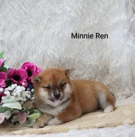 Minnie Ren , a female Shiba Inu for sale in Loyal, WI – Photo 1 of 6