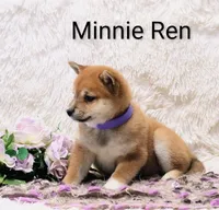 Minnie Ren , a female Shiba Inu for sale in Loyal, WI – Photo 3 of 6