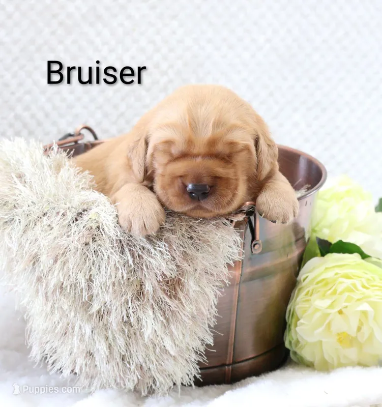Bruiser  – Golden Retriever puppy for sale in Loyal, WI