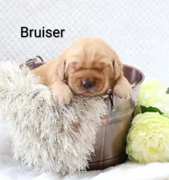 Bruiser , a male Golden Retriever for sale in Loyal, WI – 1 of 3