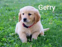 Gerry, a male Golden Retriever for sale in Loyal, WI – 7 of 10