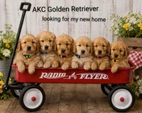 AKC Mario, a male Golden Retriever for sale in Loyal, WI – 4 of 4