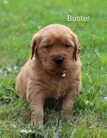  AKC Buster , a male Golden Retriever for sale in Loyal, WI – 6 of 9