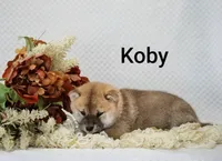 Koby, a male Shiba Inu for sale in Loyal, WI – 4 of 6